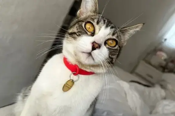 Perdido gato, Avenida Morelos, 141, Naucalpan de Juárez - lleva collar rojo - photo