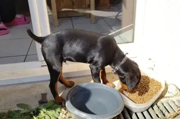 Animaux trouvés Tarare, photo: Chien trouvé, Châteauneuf-de-Galaure, Tarare - chiot affectueux