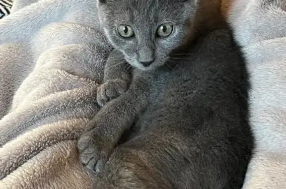 Chat perdu, Allée de la Dame, Thonon-les-Bains - mâle gris avec tache blanche - photo