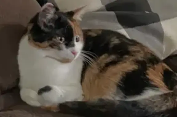 Two different colors down the middle of her face. She’s very nice and relaxed. But now she’s lost