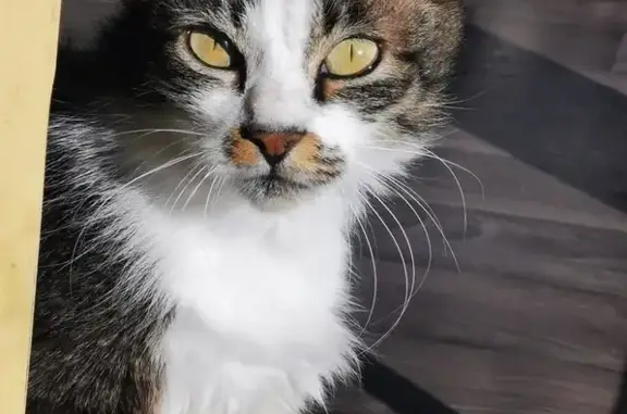 Animaux perdus Ploërmel, photo: Chat perdu, Rue du Placy, Ploërmel - tigré et blanc