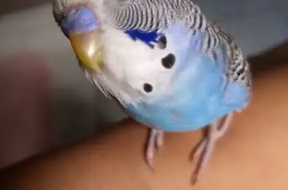 Pássaro perdido Macho (brl0026...