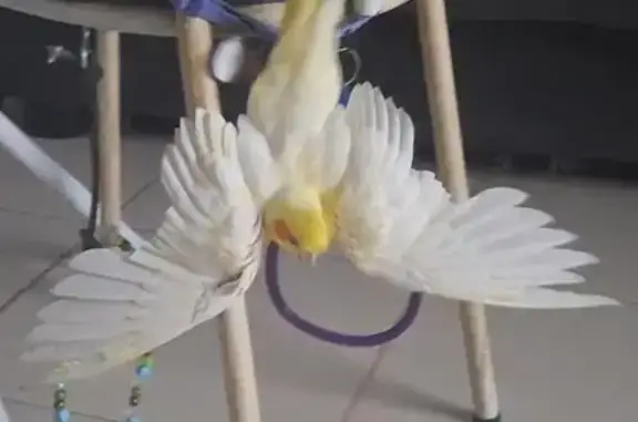 Pássaro perdido Macho (brl0026...