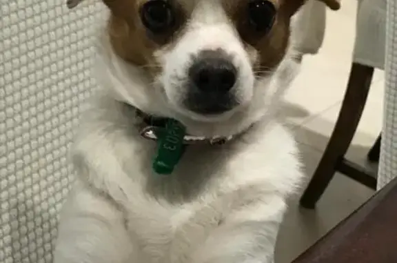 Missing dog Cottesloe, photo: Lost dog, Millers Court, Cottesloe - female cross chihuahua Maltese