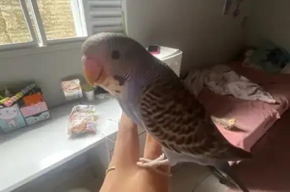 Pássaro perdido Macho (brl0026...