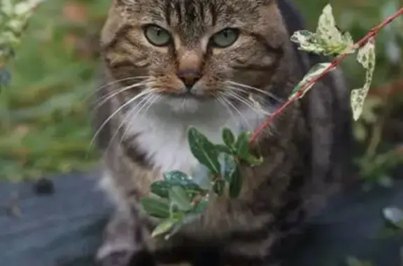 Animaux perdus Ruffiac, photo: Chat perdu, Tréal, Ruffiac