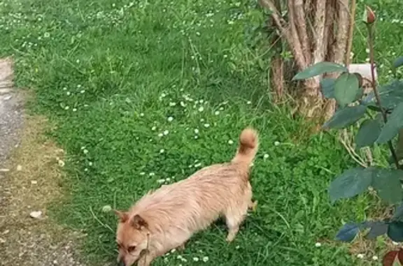 Animaux trouvés Le Passage, photo: Chien trouvé, Rue de la Garonne, Le Passage - petit chien beige foncé