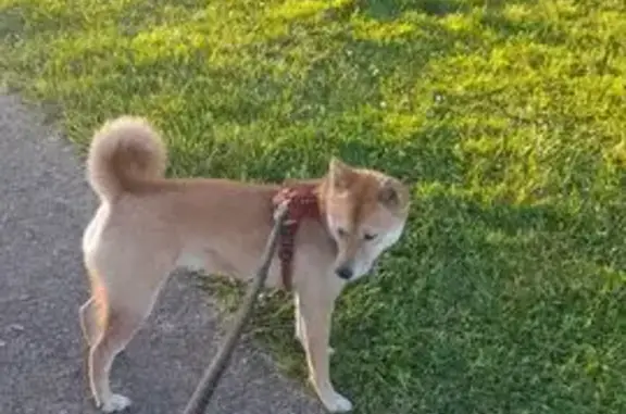Chien perdu, Fontenilles - marron avec queue en panache - photo