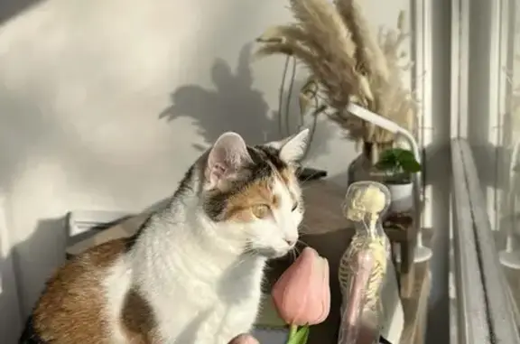 Chat perdu, Rue René Mouchotte, Lambersart - chatte tricolore - photo