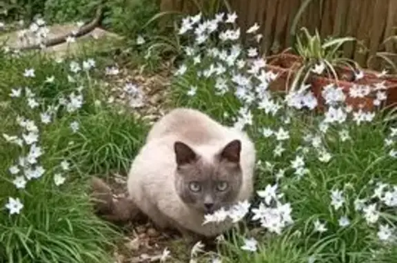 Chat perdu, Chemin du Mas Rouge à Saint-Vincent, Pérols - pelage blanc gris - photo