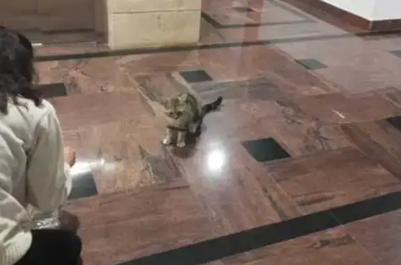 Encontrado gato, Calle la Hond...