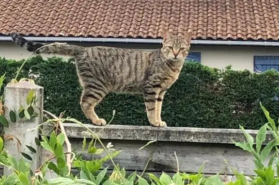 Animaux perdus Bordeaux, photo: Chat perdu, Impasse du Moulin de Boisset, Gujan-Mestras - tigré beige et marron