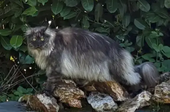 Animaux perdus Paris, photo: Chat perdu, Rue de la Morillière, Veigné - Vulcain, couleur noire/argentée