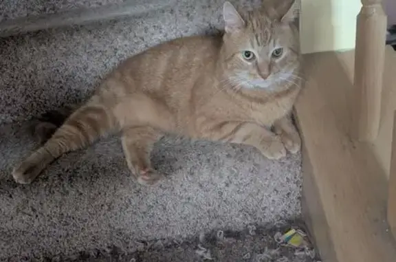 Lost pets Chicago, photo: Lost cat, Brookbank Drive, Columbus - orange and white with unique eye