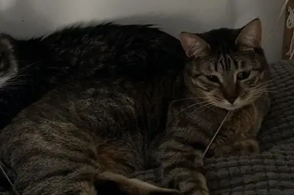 Perdido gato, Calle Johann Pachelbel, 18, Zaragoza - hembra - photo