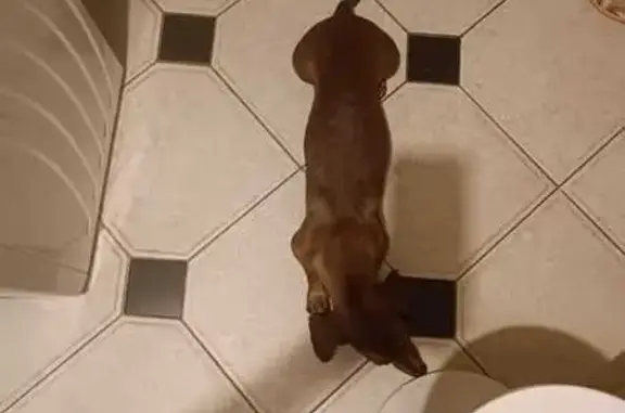 Зникла собака, Горлівська вулиця, Київ - карликова такса рижого кольору - photo