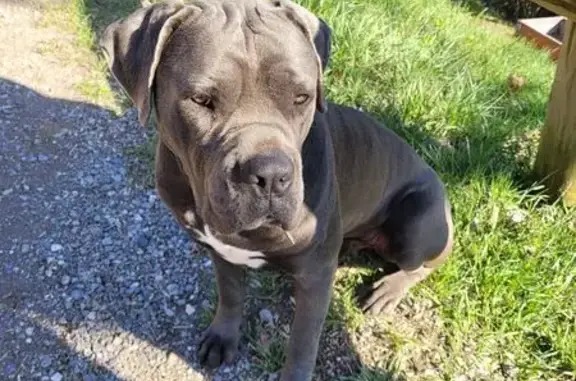 Animaux trouvés Contamine-sur-Arve, photo: Chien trouvé, Saint-Jean-de-Tholome, Contamine-sur-Arve - bouledogue continental gris