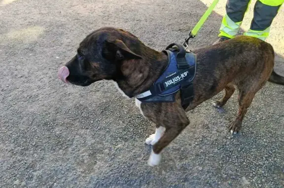 Chien trouvé Nérondes, photo: Chien trouvé, Impasse des Érables, Nérondes - couleur bringé
