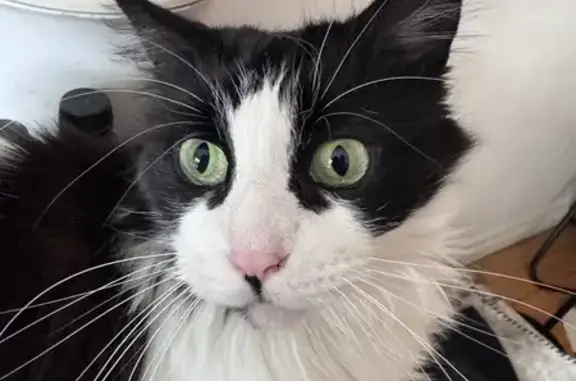 Búsqueda de mascotas, foto: Perdido gato, Calle Manuela Malasaña, 36, Getafe - hembra blanca y negra