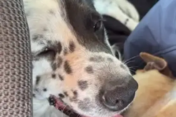 Animaux trouvés Marcillac, photo: Chien trouvé, D23, 160, Val-de-Livenne, Marcillac