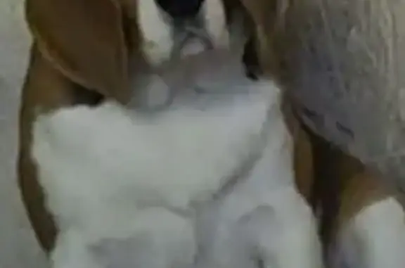 Зникла собака, вулиця Михайла Драгоманова, 41, Дніпро - порода бігль - photo