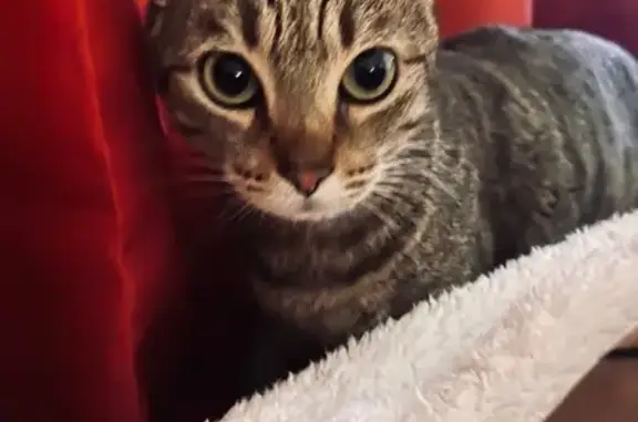 Perdido gato, Alcora, Comunidad Valenciana - atigrado, castrado, con chip - photo