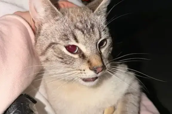 Знайдено кішку Львів, фото: Знайдена кішка, вулиця Симона Петлюри, 2, Львів - молодий світло бежевий полосатий кіт