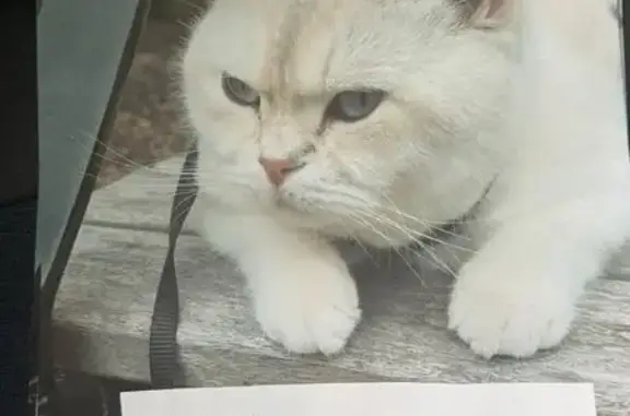 Lost cat, London NW7 1TN, Lambeth - photo