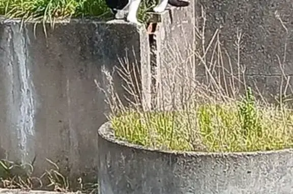 Chat perdu, Avenue de Stalingrad, Argenteuil - noir et blanc, yeux verts - photo