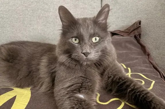 Chat perdu, Rue Aimé Césaire, Dijon - Simba non castré - photo