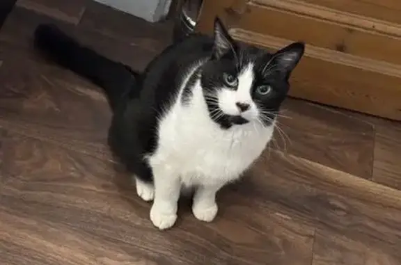 Chat perdu, Lannoy, photo: Chat perdu, Lannoy - Shelby noir avec poitrail blanc
