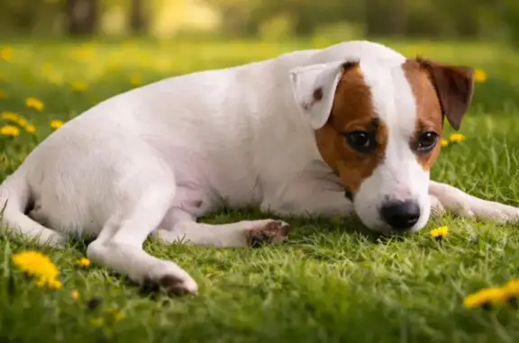 Зникла собака, Коротка вулиця, Скнилів - породи джек-рассел-тер’єр - photo