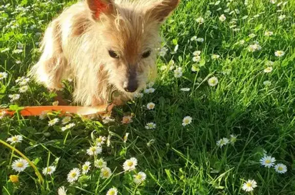Chien perdu, Rue l'Oliveta, Palaja - petite chienne fauve - photo