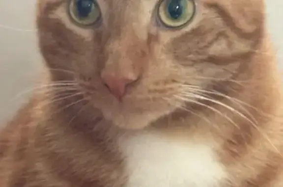 Lost pets Detroit, photo: Lost cat, John R Street, Trenton, Detroit - orange large friendly male