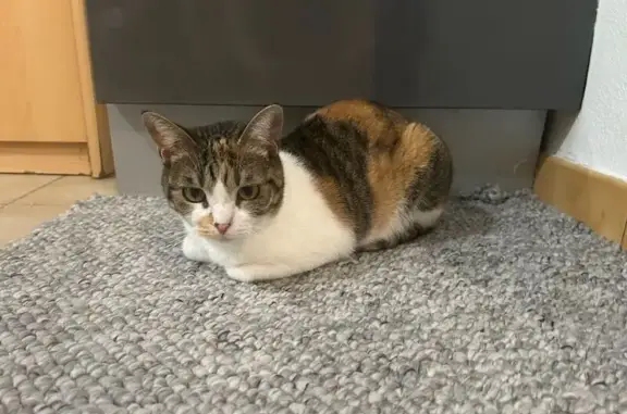 Animaux trouvés Poitiers, photo: Chat perdu, Allée du Bois de Pimpaneau, Poitiers - tricolore et très câlin