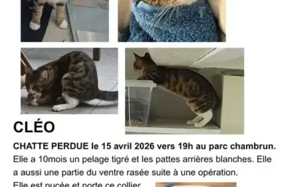 Chat perdu, Avenue Châteaubriand, Nice - pelage tigré et collier marron et bleu - photo