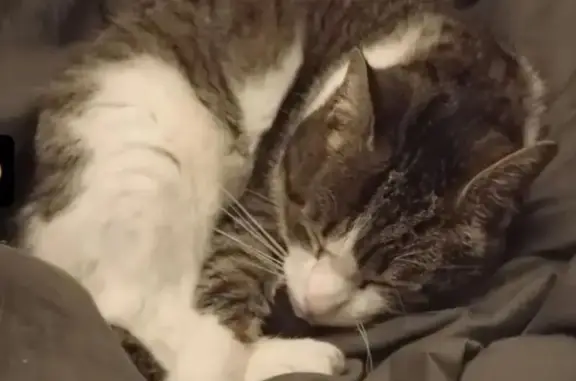 Chat perdu, Rue Bonnard, 9, Bligny-lès-Beaune - répond à son nom Onyx - photo