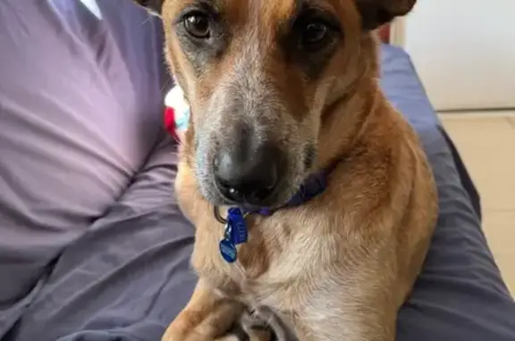 Lost dog, Nepean Highway, City of Kingston - Red Heller cross - photo