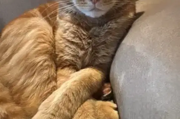 Lost male cat, Marong Street, Brisbane - photo