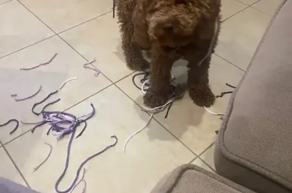 Lost dog, Fisher Street, Unley - female Cavoodle puppy - photo