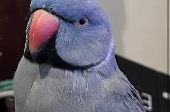 Lost bird, Johnson Street, Newcastle - blue male Indian ring neck - photo