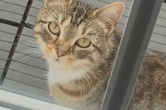 Animaux trouvés Valenciennes, photo: Chat trouvé, Boulevard des Bruyères, Valenciennes - femelle craintive