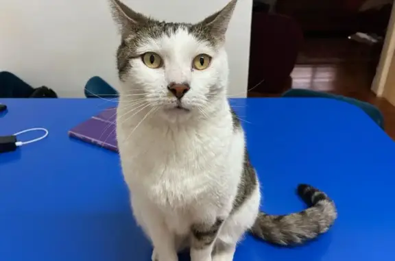 Found cat Adelaide, photo: Found male cat, Bennett Street, West Torrens, Adelaide