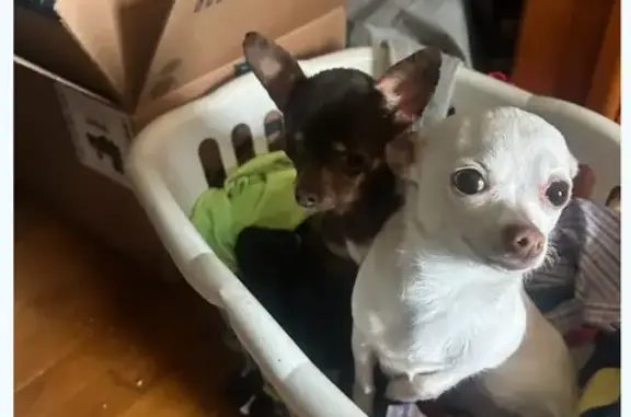 Lost pets Akron, photo: Lost dog, Rowe Street, Akron - tiny 3 lbs dark brown female