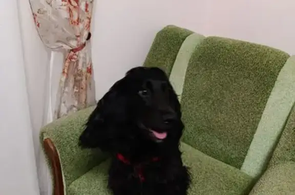 Зникла собака, проспект Червоної Калини, 115, Львів - відгукується на кличку Кіра - photo