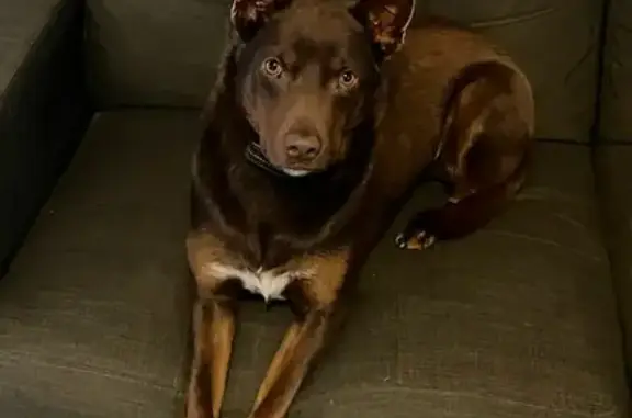 Lost pets Mount Clear, photo: Lost dog, City of Ballarat, Mount Clear - 4 year old male