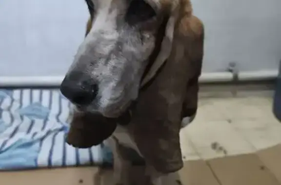 Búsqueda de mascotas, foto: Perro encontrado Hembra, Iztapalapa (mxf489289)