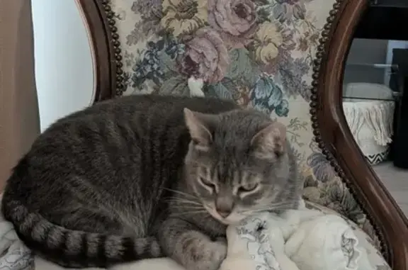 Chat disparu Garçon, Paris (fl589986) - photo