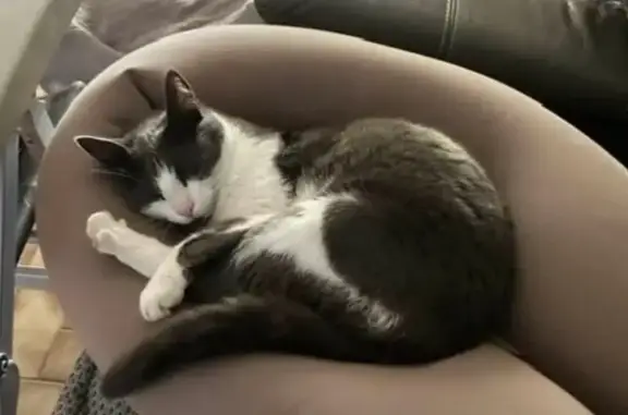 Chat perdu, Monnaie, photo: Chat perdu, femelle, Le Carroi Boucher, Monnaie - gris et blanc