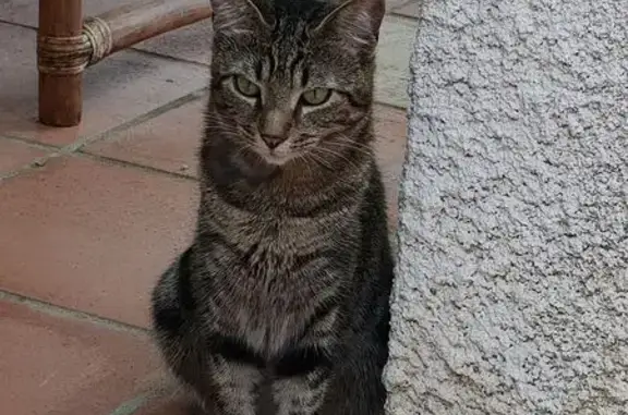 Chat perdu, Lotissement le Falco, 1, Authezat - tigré avec spirales noires - photo